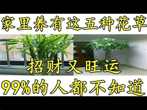 蘭花放門口|招好運門口植物